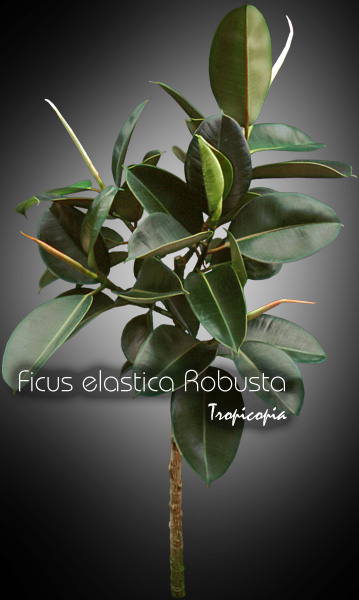 Ficus - Ficus elastica 'Robusta' - Rubber plant